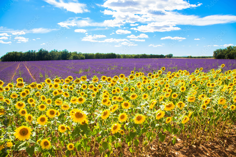Fototapeta premium Meadow with lavender and sunflowers.