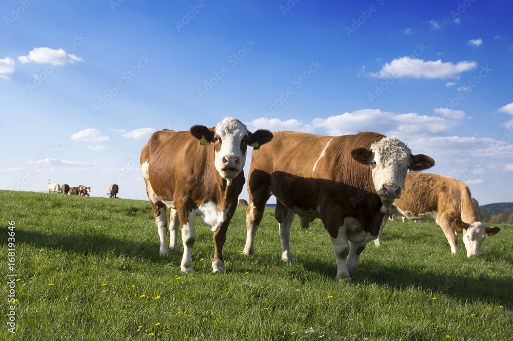 Cows grazing on pasture, blue sky and green grass