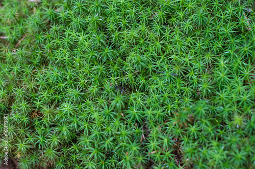 Moss Texture Background