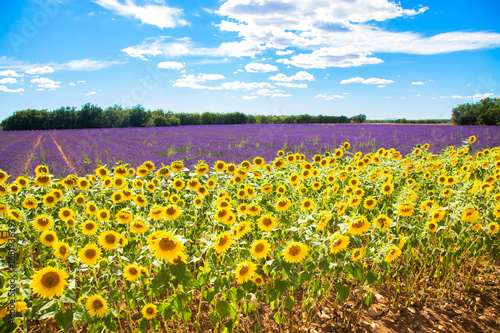 Fototapeta Naklejka Na Ścianę i Meble -  Meadow with lavender and sunflowers.