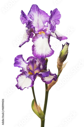 Fototapeta Naklejka Na Ścianę i Meble -  Purple flowers iris isolated on white background. Blue. Wedding card. Flat lay, top view. Love. Valentine's Day