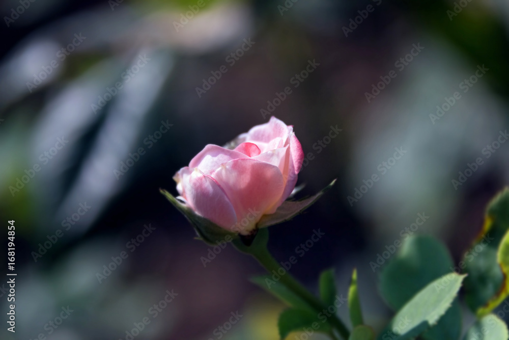 Delicate rosebud pink roses