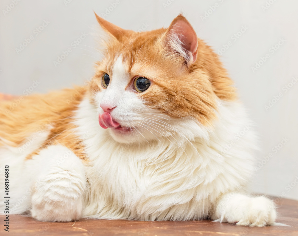 Fototapeta premium Ginger white cat with tongue