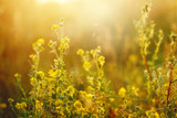 meadow yellow flowers