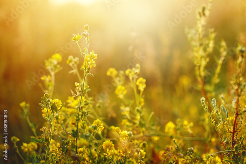 meadow yellow flowers © Svetlana