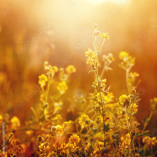 meadow yellow flowers