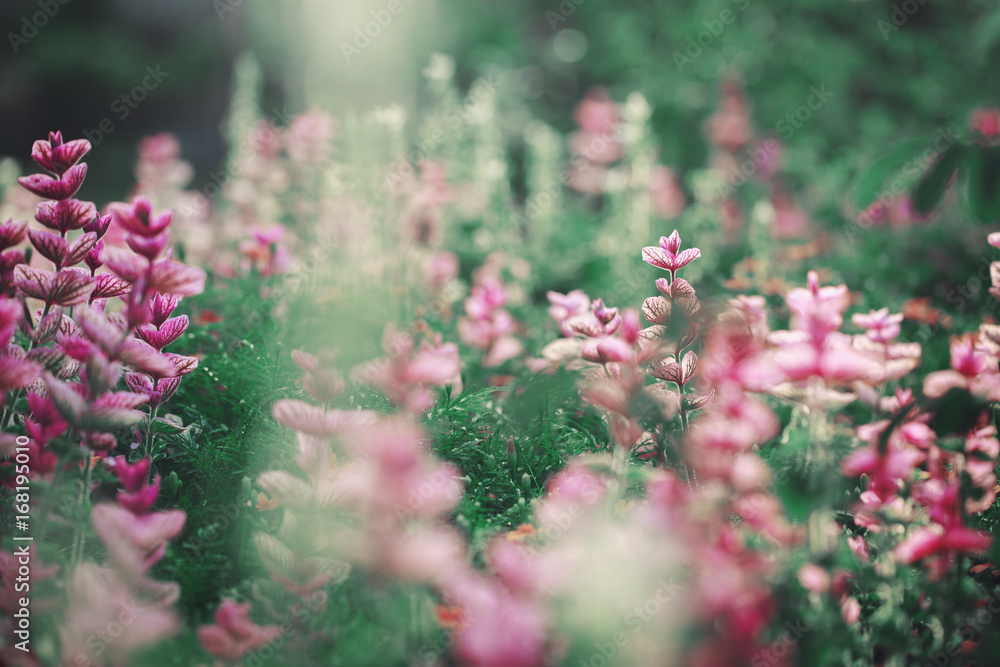 pink flowers on bright colorful nature background. Beautiful flowerbed in garden. Fresh calm autumn photo pink flowers on bright colorful nature background. Beautiful flowerbed in garden. Fresh calm autumn photo
