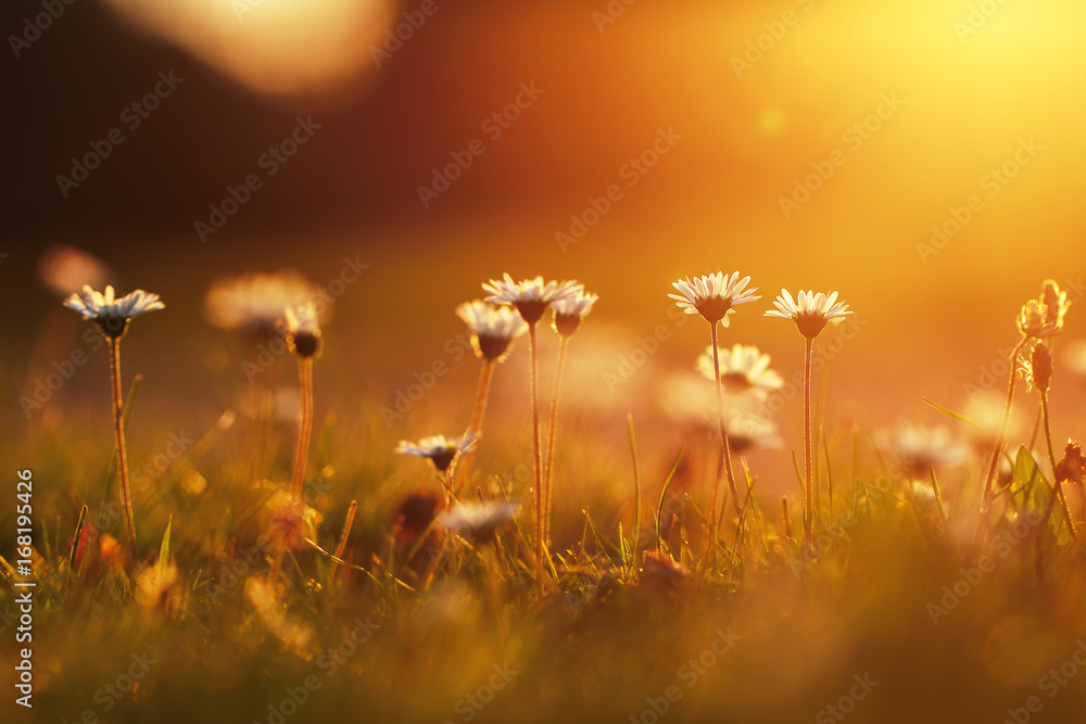 Fototapeta premium many meadow chamomile on sunny background in autumn field