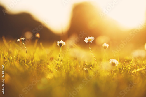 many meadow chamomile on sunny background in autumn field
