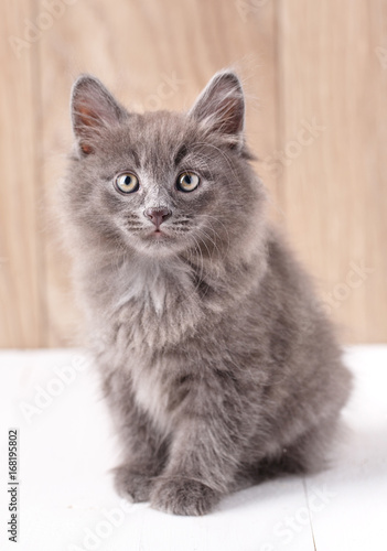 Kurilian Bobtail cat portrait