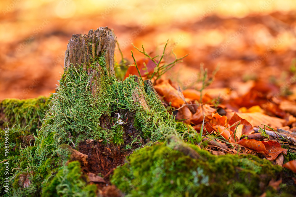 Landscape with the autumn forest. Strong roots of old stump, beautiful autumn stump Landscape with the autumn forest. Strong roots of old stump, beautiful autumn stump