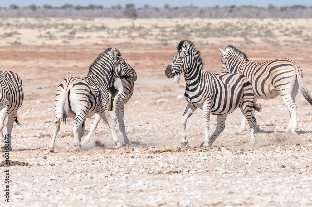Two Burchells zebra stallions getting ready to attack each other Two Burchells zebra stallions getting ready to attack each other