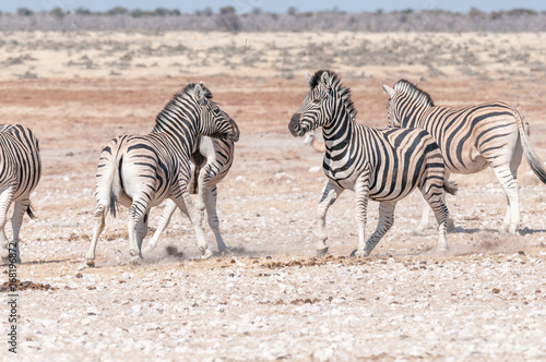 Two Burchells zebra stallions getting ready to attack each other