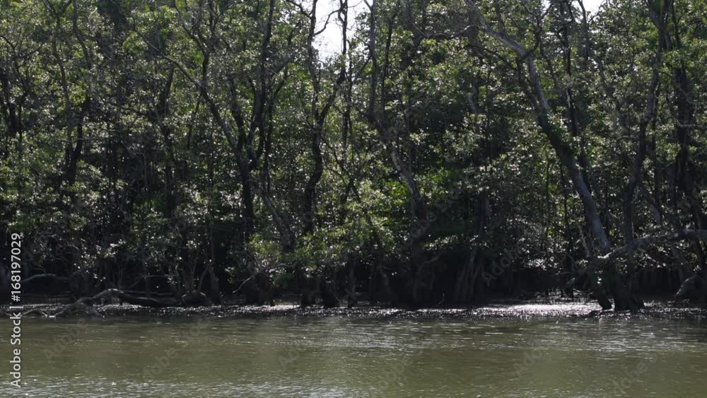 mangrove forest beside sea near fisherman village mangrove forest beside sea near fisherman village