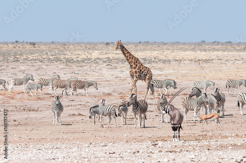 Giraffe, oryx, springbok and Burchells zebras in Northern Namibia