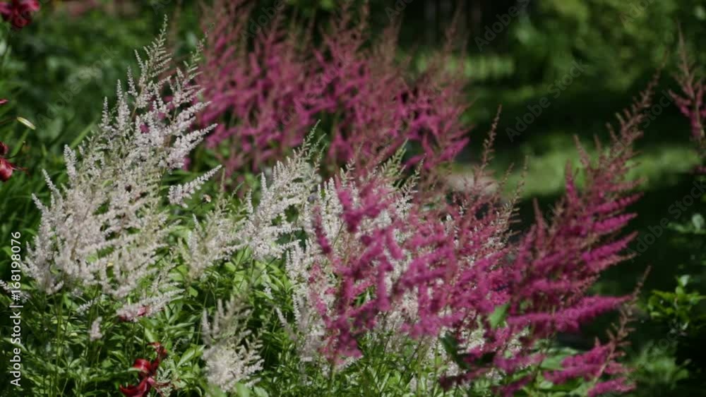 Pink flowers sway in the wind