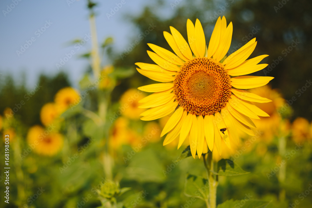 Fototapeta premium Sunflower field