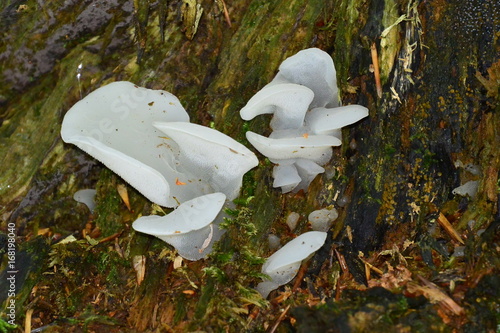 Pseudohydnum gelatinosum photo