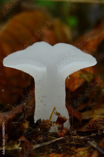 Canvas Print Pseudohydnum gelatinosum