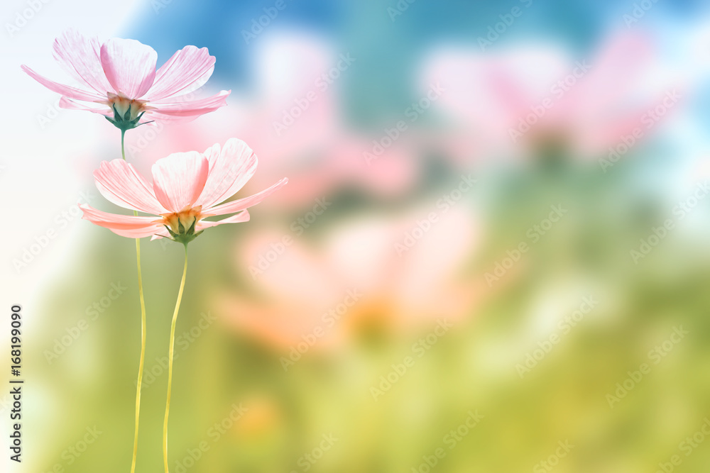 Obraz premium Colorful cosmos flowers on a background of summer landscape.