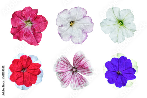 Petunias isolated on a white background. Colorful flowers.