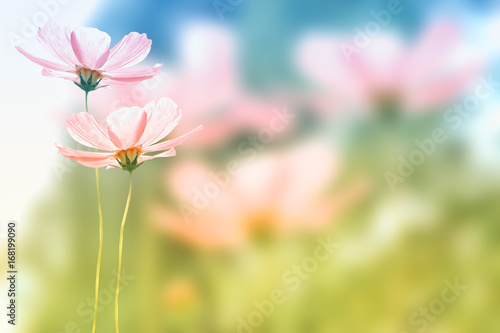 Colorful cosmos flowers on a background of summer landscape.