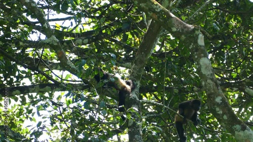 Howler monkeys hanging in a tree at the Mombacho Volcano Nature Reserve in Nicaragua photo