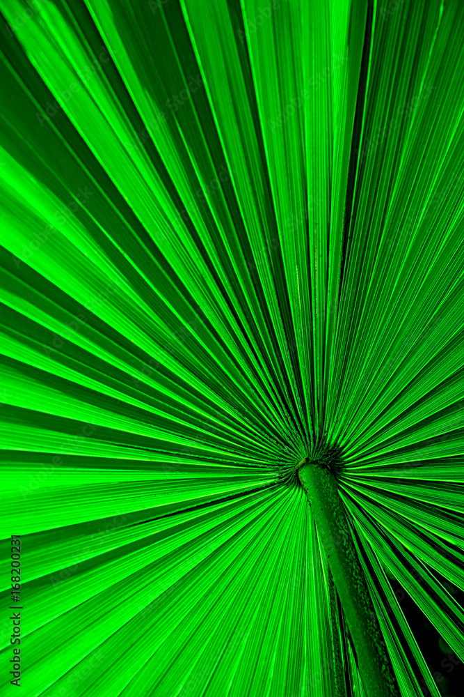 Obraz premium background of a palm tree