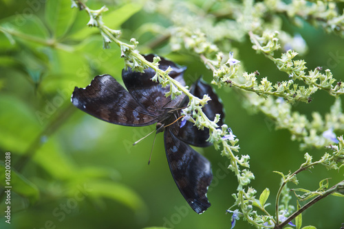 Close up Butterfly: Kaniska canace photo