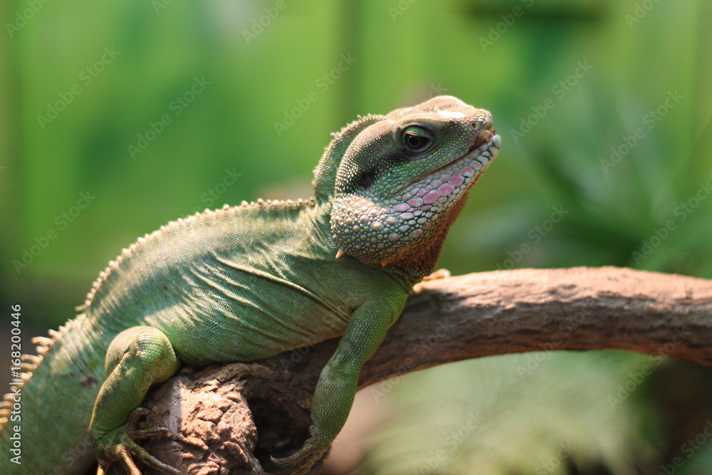 Obraz premium 緑のイグアナ