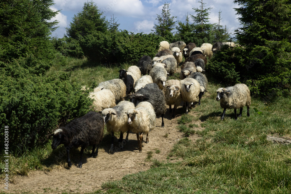 Obraz premium Herd of sheep