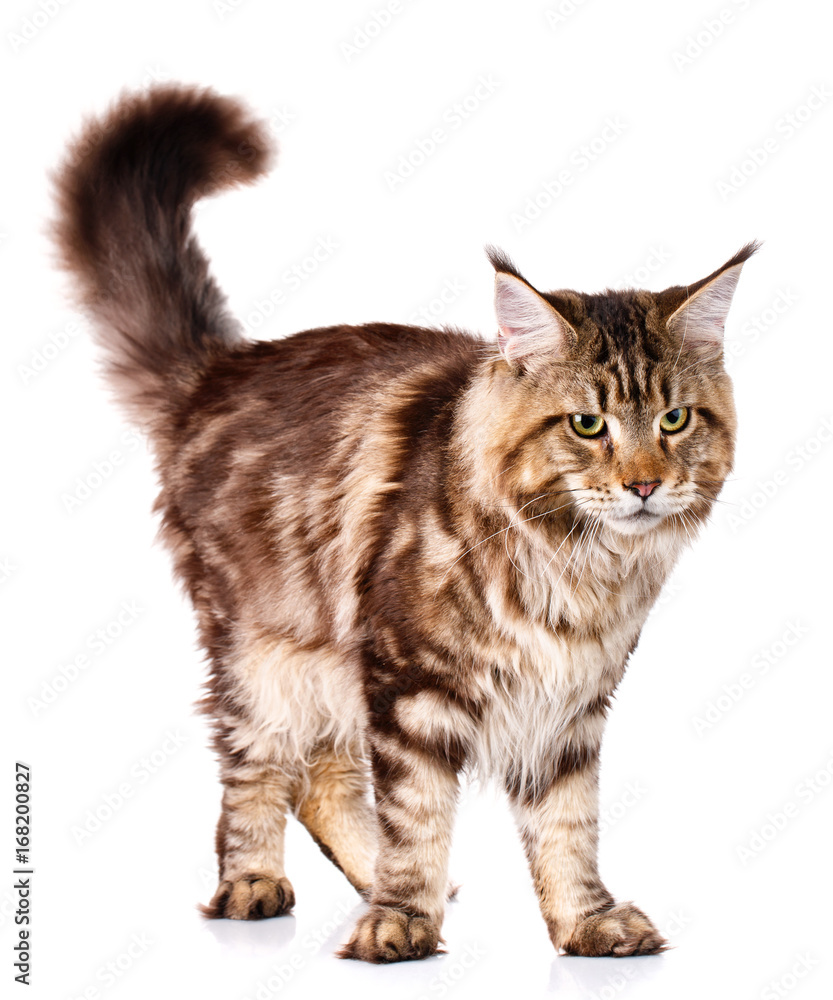 brown Maine Coon standing on four legs brown Maine Coon standing on four legs