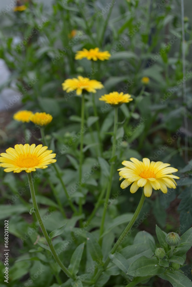 Calendula Calendula