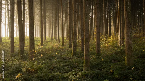 Obraz Leśne dzieciństwo, powrót do źródła ze szczególnie pięknym porankiem.