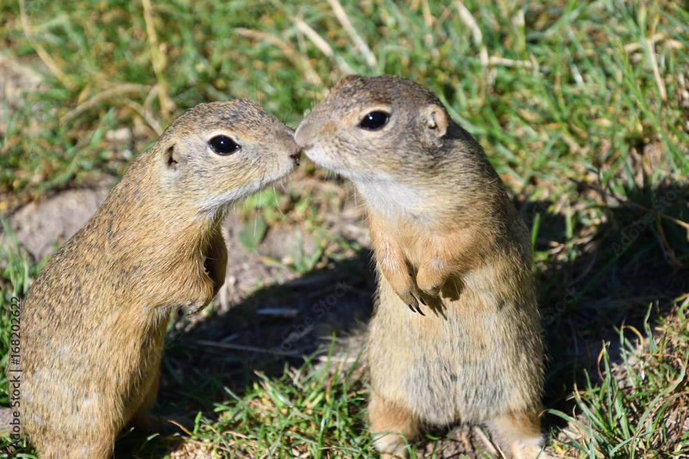 Fototapeta premium Wiewiórka czai się i je w trawie