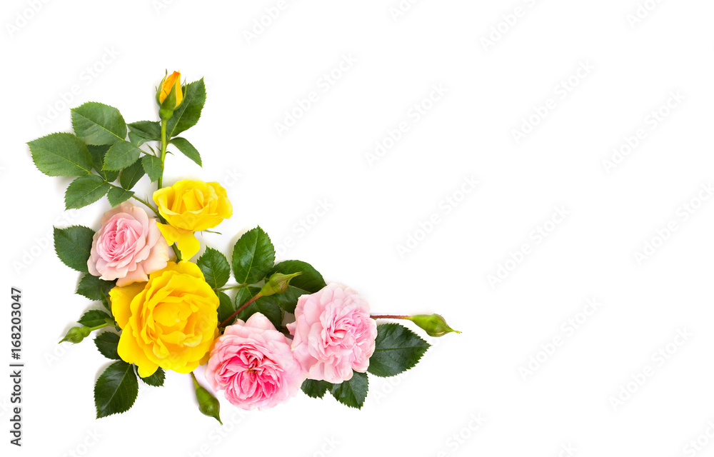 Fototapeta premium Pink and yellow roses (shrub rose) on a white background with space for text. Top view, flat lay.