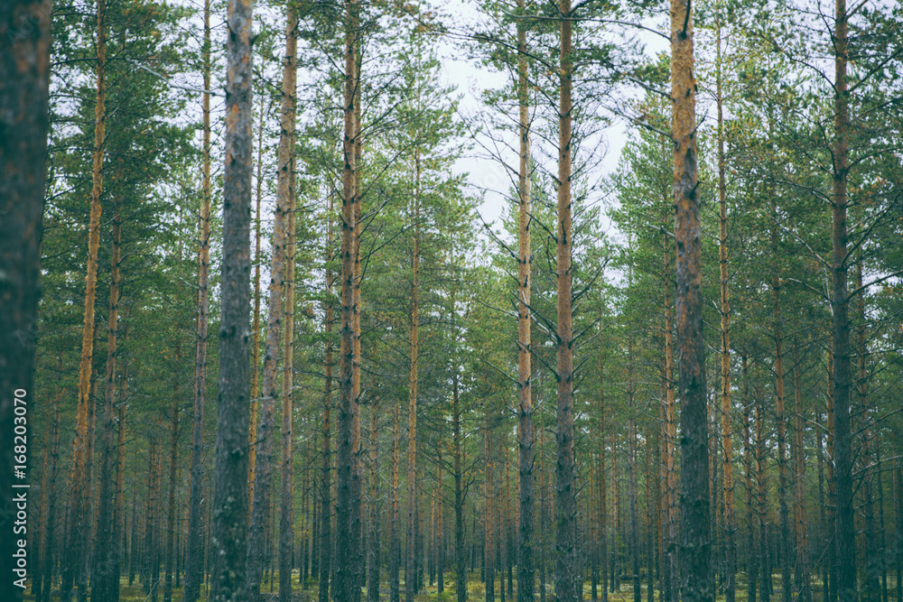 Obraz premium Voyage en Suède