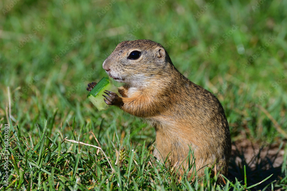 Squirrel lurking and eating in the grass Squirrel lurking and eating in the grass