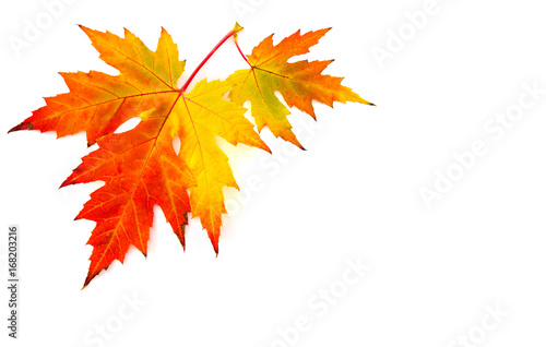 Beautiful autumnal maple leaves on a white background with space for text. Top view  flat lay