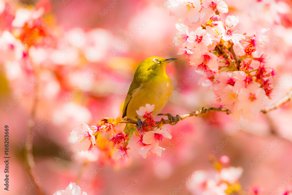 The Japanese White-eye and cherry blossoms. Located in Tokyo Prefecture Japan. The Japanese White-eye and cherry blossoms. Located in Tokyo Prefecture Japan.
