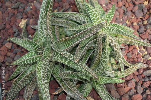 多肉植物 交配種ガステラロエ Gasteraloe 'Green Ice'