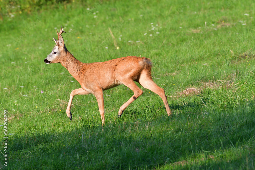 Roe deer with antlers macro on the meadow