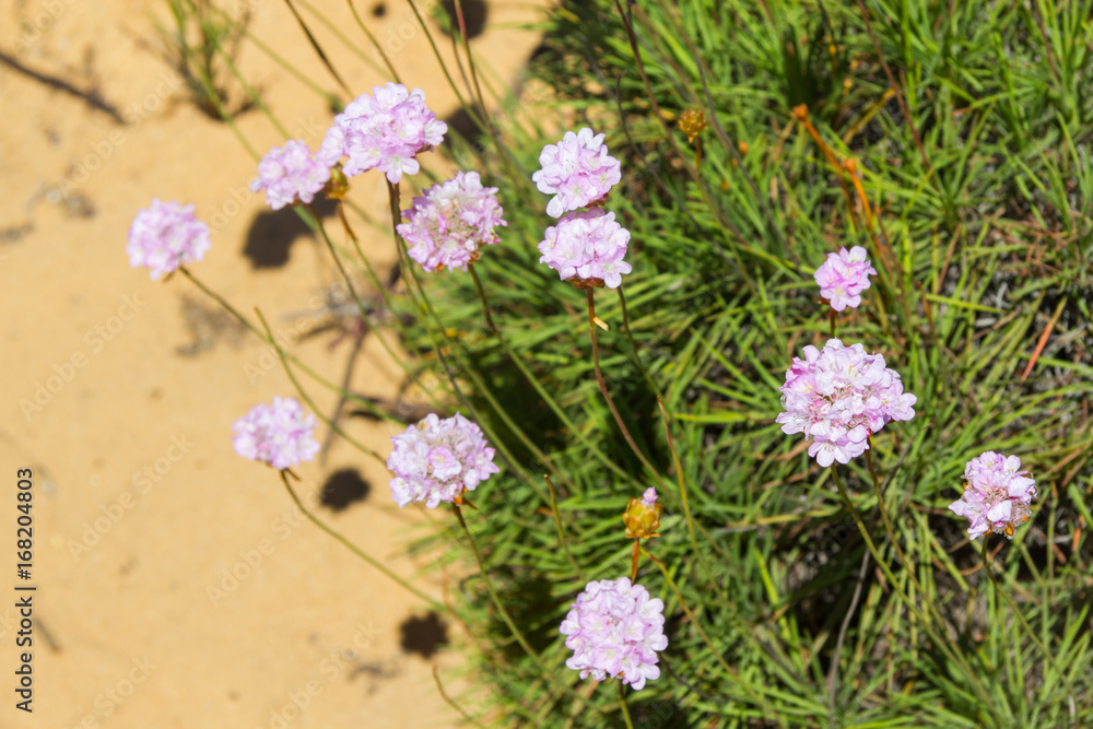 Flowers  in Almograve beach
