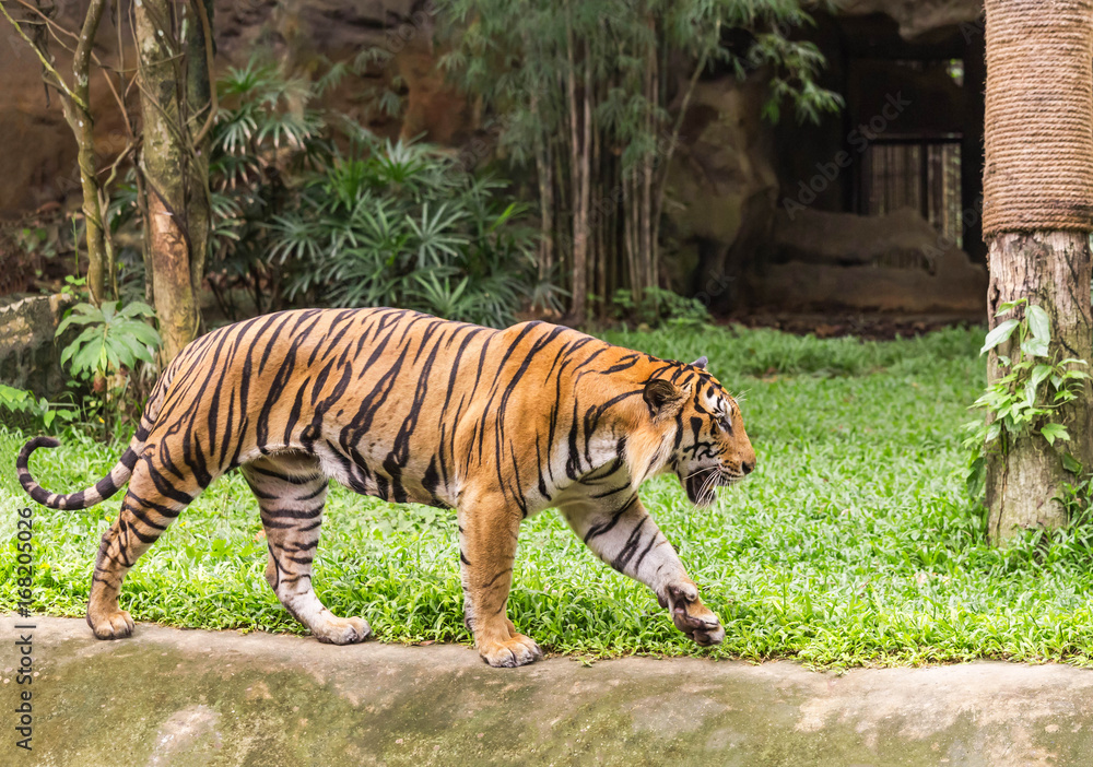 Fototapeta premium Chodzenie tygrysa relaksuje podczas relaksu na łonie natury