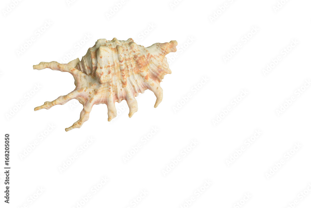 Tropical Seashell Isolated on White Background Tropical Seashell Isolated on White Background