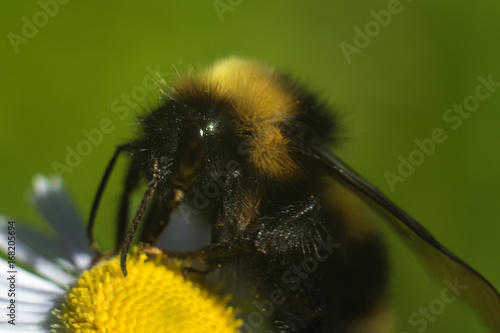 Bumblebee on a flower © Marina Khilko