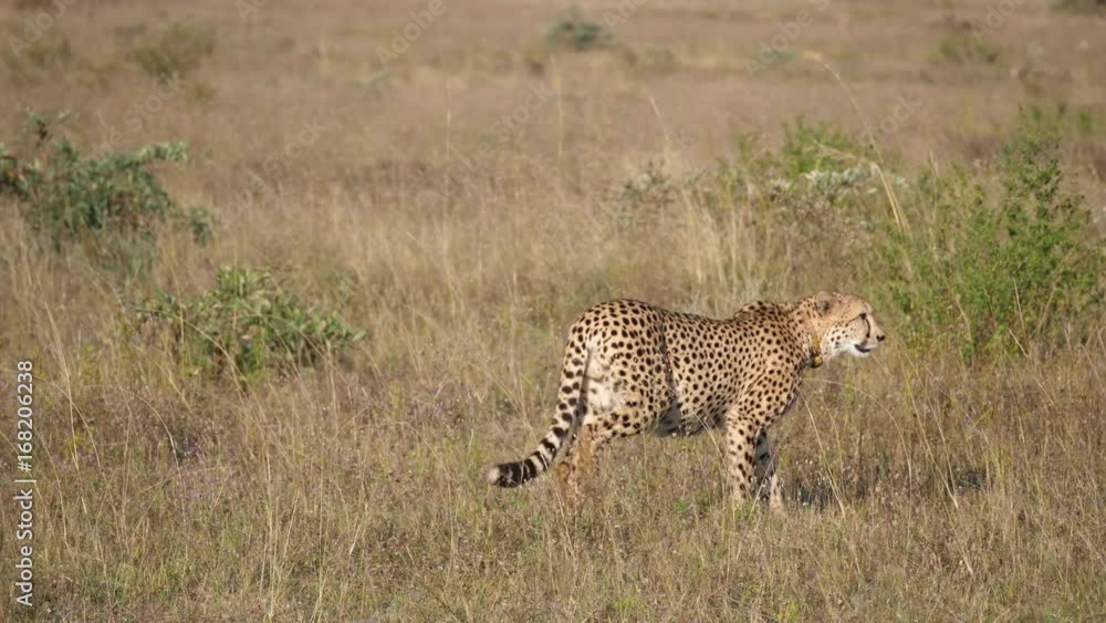Cheetah walks at the savanna in waterberg South Africa