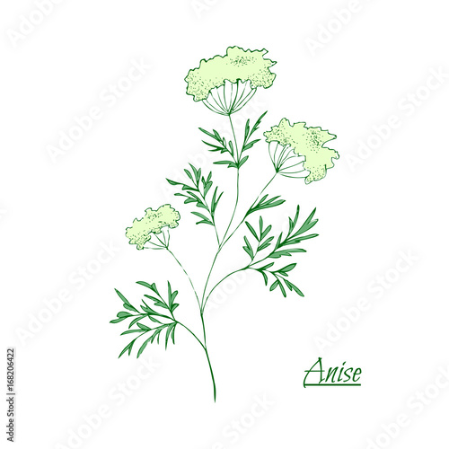 Absinthe ingredients. Fresh green anise (Pimpinella anisum). Hand draw