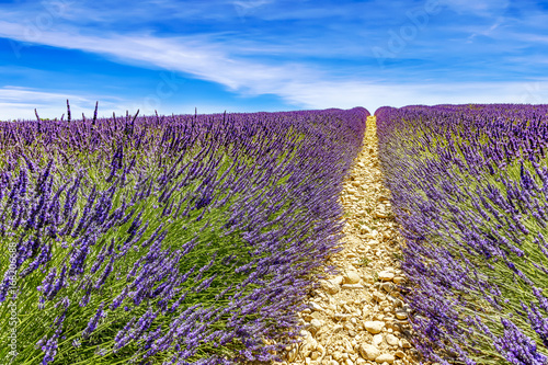 Blooming lavender field