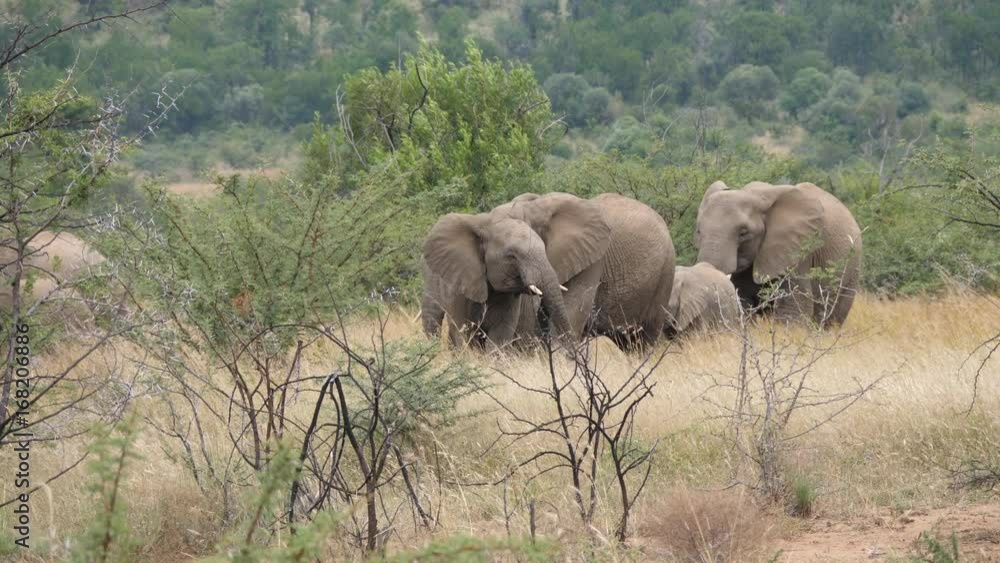 Herd of elephants in Pilanesberg Game Reserve in South Africa Herd of elephants in Pilanesberg Game Reserve in South Africa